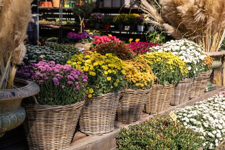 Variety of potted chrysanthemum plants at the greek garden shop in October. Horizontal.の写真素材