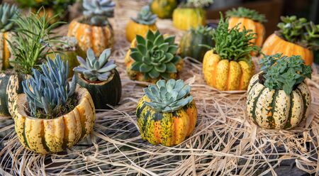 Decorated pumpkins with different succulents prepared for Thanksgiving celebration on the bar in the greek garden shop. Horizontal. Daylight.の写真素材