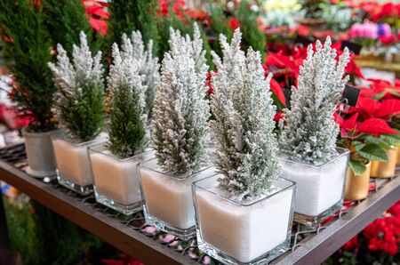 Chamaecyparis lawsoniana Ellwoodii cypress trees in small pots decorated with artificial snow on the shelve at greek garden shop in December.の写真素材