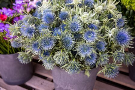 Basket full of Eryngium amethystinum or amethyst eryngo or amethyst sea holly herb at the counter of the greek flower shop in early spring. Horizontal. Close-up.の写真素材