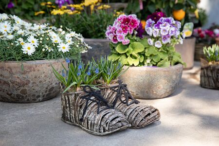 Planted in wicker shoes blue Muscari armeniacum or grape hyacinth, potted pink purple primrose...