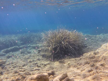 UNDERWATER life off the Kastos island coast, Ionian Sea, Greece - seaweeds in summer.