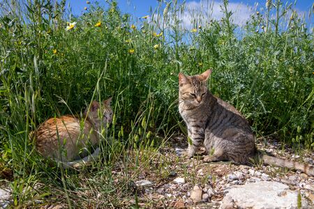 Two cats orange female cat lies and gray male cat sits in the grass on the lawn in the wild in...