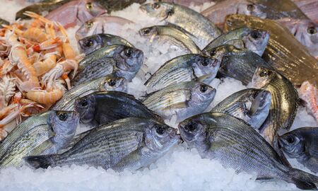Fresh raw white seabream or Diplodus sargus on the counter at the fish market in Athens on April....