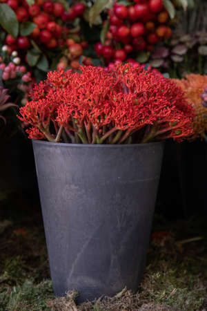 Full bucket of fresh cut red flowers Jatropha multifida, called coral plant at the greek flower shop in October.の写真素材