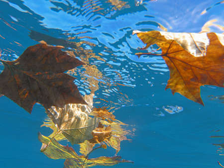 Yellow maple leaves undrerwater in the fall.