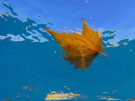 Yellow maple leaf undrerwater in the fall.の写真素材