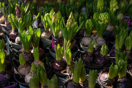 Young Hyacinthus orientalis bulbs in the ground in seedling trays in a garden shop - preparation for planting gardening flowers concept.の写真素材