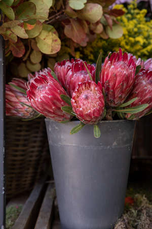 Full bucket of fresh cut pink King Protea flowers in a flower shop in autumn.
