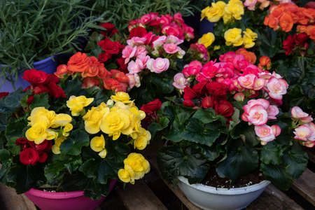 Variety of colorful Begonia flowering plants from the family Begoniaceae potted at the garden shop in autumn time. Horizontal. Daylight.の写真素材