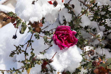 Winter morning snow covered pink rose bush in the parkの写真素材