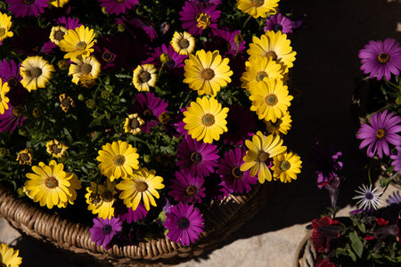 Full basket with beautifully blooming Dimorphoteca or African daisiesの写真素材