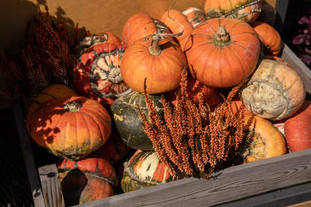 Wooden box full of ripe pumpkins and potted Calluna vulgaris flowering plant at the greek garden shop in October.の写真素材