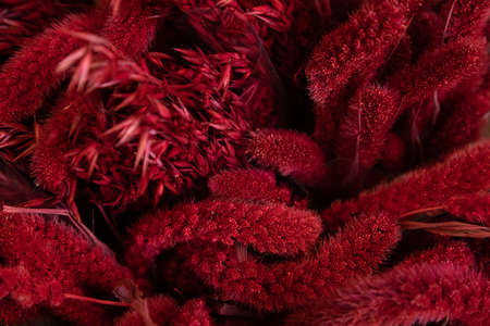 Dry spikelets of setaria and oats colored in red.の写真素材