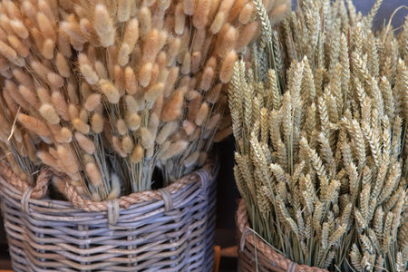 Two full baskets of rabbit bunny tales grass and ears of wheat.の写真素材