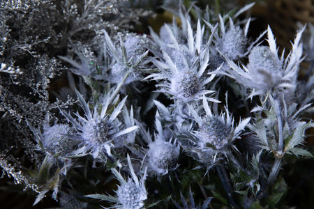 Fresh cut Eryngium amethystinum or amethyst eryngo or amethyst sea holly herb at the greek flower shop in December.の写真素材