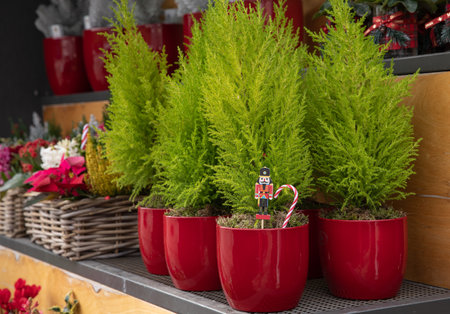 Variety of evergreen plants - cupress or lemon cypress trees in red pots on the shelve at greek garden shop - Christmas decorations.の写真素材