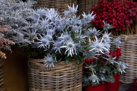 Full bucket of fresh cut Eryngium amethystinum or amethyst eryngo or amethyst sea holly herb at the greek flower shop in December.の写真素材