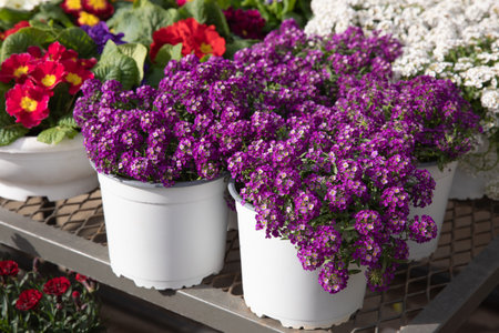 Cultivar Purple Alyssum, Lobularia maritima or common name Sweet Alyssum or Sweet Alison flowering plant potted outdoor of the garden in spring. Horizontal. Close-up. Selective focus.の写真素材