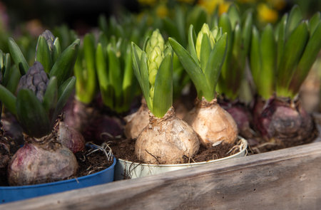 Young Hyacinthus orientalis bulbs in the ground in seedling trays at the garden shop - preparation for planting spring flowers concept. Horizontal. Selective focus. Close-up.の写真素材