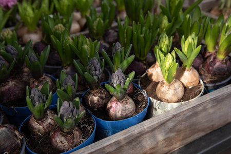 Young Hyacinthus orientalis bulbs in the ground in seedling trays at the greek garden shop - preparation for planting spring flowers concept. Horizontal. Selective focus.の写真素材
