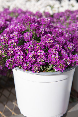 Cultivar Purple Alyssum, Lobularia maritima or common name Sweet Alyssum or Sweet Alison flowering plant potted outdoor of the greek garden shop in spring. Vertical. Close-up. Selective focus.の写真素材