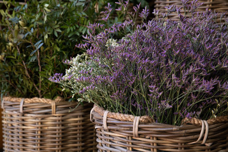 Wicker basket full of fresh cut purple Limonium platyphyllum flowers or florists sea lavender in spring garden shop.の写真素材