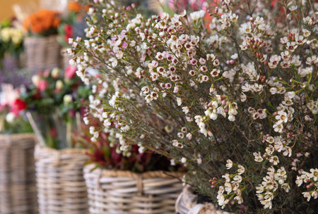 Basket full of fresh cut pastel pink Geraldton Wax or Chamelaucium uncinatum flowering plant in spring.の写真素材