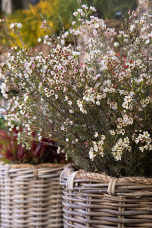 Basket full of fresh cut pastel pink Geraldton Wax or Chamelaucium uncinatum flowering plant in spring.の写真素材
