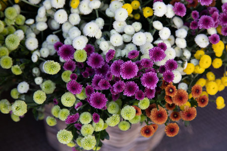 Wicker basket full of colorful chrysanthemums - floral background.の写真素材