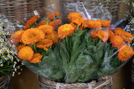 Fresh cut bright bouquets of Calendula officinalis with orange petals blossom or pot marigold flowers in spring.の写真素材