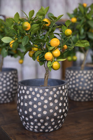 Calamondin or Citrus mitis plant with ripe small orange fruits potted at the greek garden shop in early spring.の写真素材
