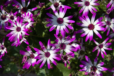 Magenta bicolour Pericallis hybrida or cineraria florists, cineraria or common ragwort flowering plant in spring.の写真素材