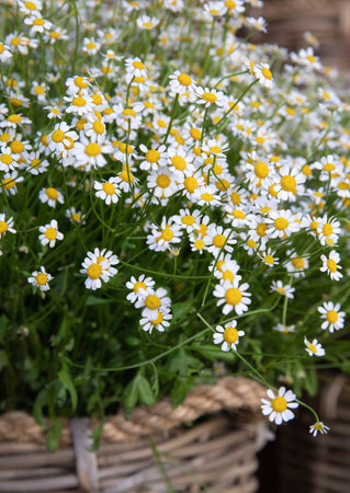 Fresh cut Matricaria chamomilla, German chamomile or chamomile flowers at greek flower garden shop in spring.の写真素材