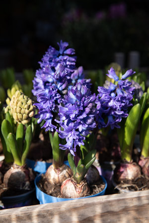 Beautiful bright blue Hyacinthus orientalis potted at the greek garden shop in spring.の写真素材