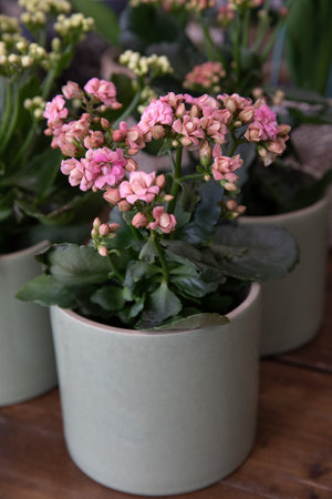 Potted pink kalanchoe blossfeldiana plant on the desk.の写真素材