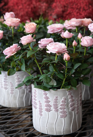 Beautiful pink roses potted at the greek flower garden shop in spring.の写真素材