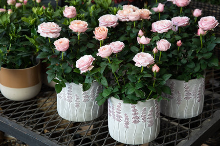 Beautiful pink roses potted at the greek flower garden shop in spring.の写真素材