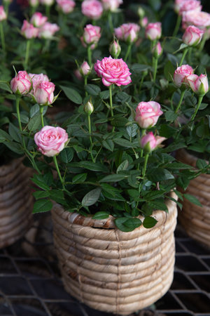 Beautiful pink roses potted at the greek flower garden shop in spring.の写真素材
