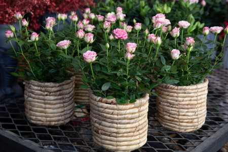 Beautiful pink roses potted at the greek flower garden shop in spring.の写真素材