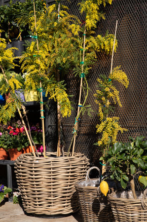 Acacia Dealbata, also known as silver wattle or mimosa shrub at the greek garden flower shop in spring.の写真素材