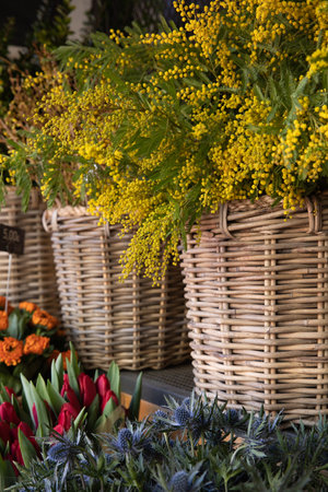 Fresh cut Acacia Dealbata, also known as silver wattle or mimosa at the greek garden flower shop in spring.の写真素材