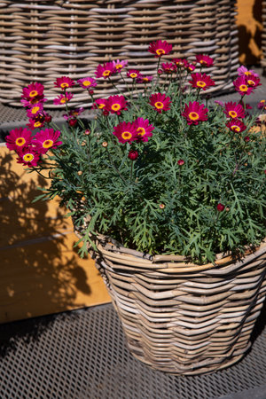 Beautifully blooming Dimorphoteca or African daisies in red color potted in the greek garden shop - springtime.の写真素材