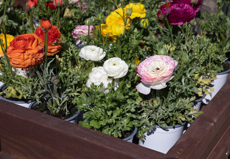 Colorful persian buttercup flowers or Ranunculus asiaticus potted for sale at the garden shop in spring.の写真素材