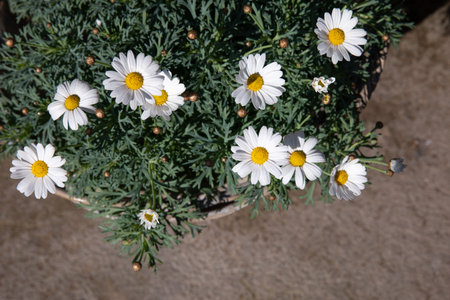 Blooming garden daysies Leucanthemum vulgare potted at the greek flower shop in springtime - floral background.の写真素材