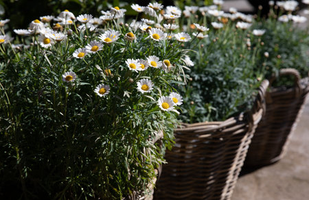 Blooming garden daysies Leucanthemum vulgare potted at the greek flower shop in springtime - floral background.の写真素材