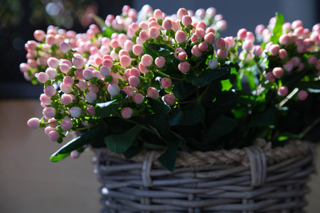 Fresh cut Hypericum androsaemum or Tutsan branches with light pink berries for floral arrangements in spring.の写真素材
