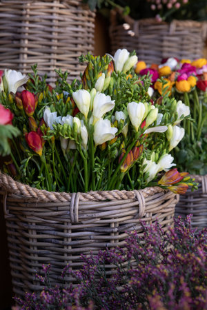 Full bucket of fresh cut beautiful colorful freesia flowers at the greek garden flower shop in spring.の写真素材