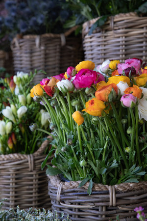 Fresh cut colorful Ranunculus asiaticus or persian buttercup flowers at the greek flower shop in spring.の写真素材