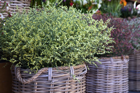 Wicker basket full of fresh cut light yellow Limonium platyphyllum flowers or florists sea lavender in spring.の写真素材